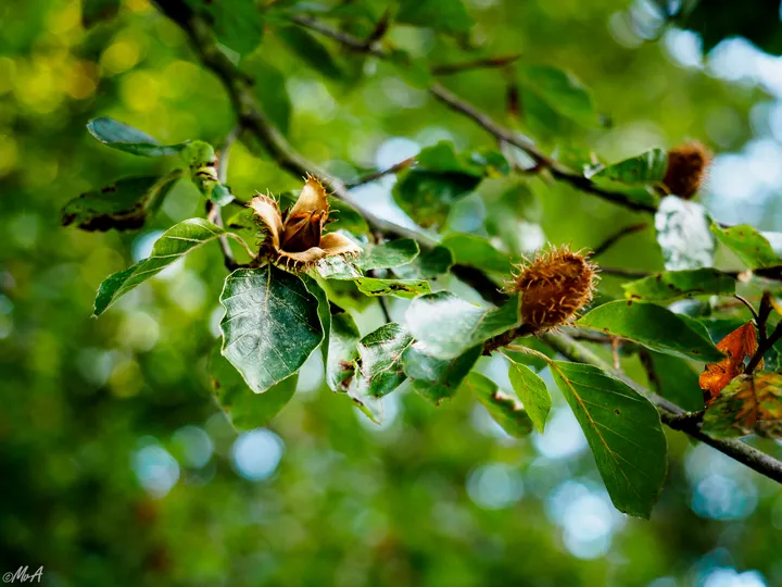 Beech Nut