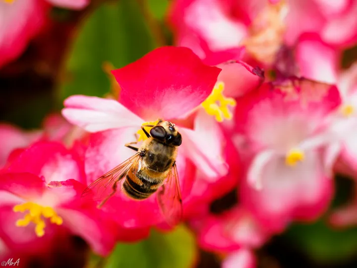 Bzzzzzz