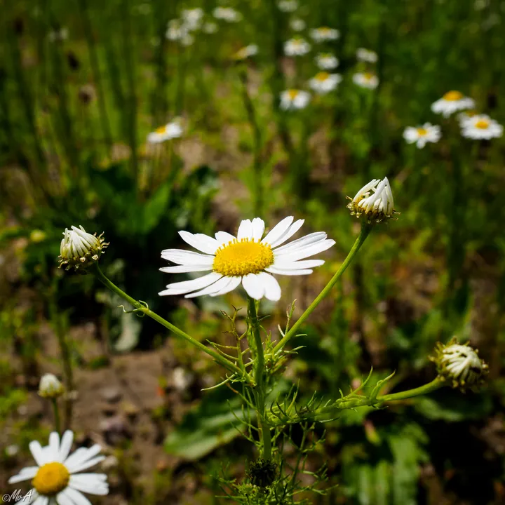 Daisies
