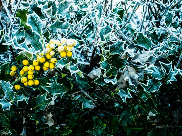 Frost
