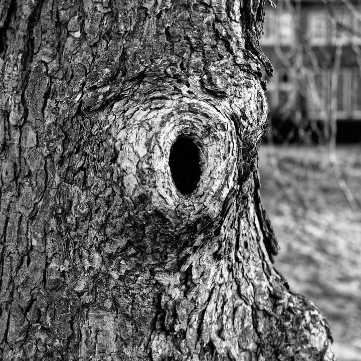 Tree face