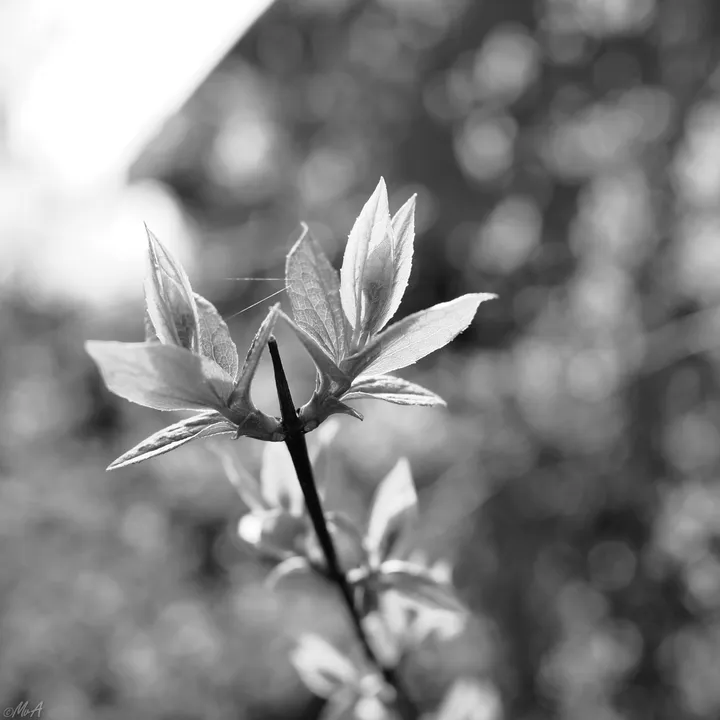 Young Leafs
